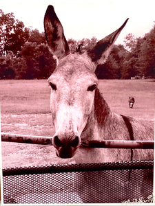 MULE PRINT 8x10 | Sepia Tone